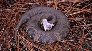 Water Moccasin Cottonmouth Different Names Same Venomous Snake Snake Venom Poisonous Snakes Snake