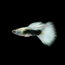 Check spelling or type a new query. 11 Jenis Ikan Guppy Yang Bagus Untuk Hiasan Di Aquarium