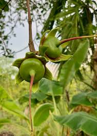 Image result for Sonneratia