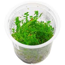 Image result for Rotala mexicana