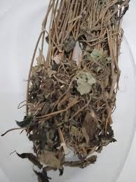 Image result for Blepharis maderaspatensis