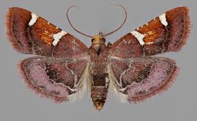 Image result for Pyralis cardinalis