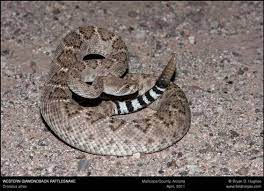 Western Diamondback Rattlesnake Mojave Rattlesnake Rattlesnake Species