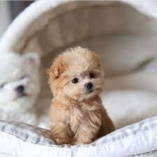 We've compiled the top 20 male and female names for 2017 after analyzing the sale of 13319 toy poodle dogs. Toy Poodles For Sale Near Me Home Facebook