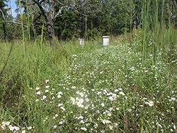Maybe you would like to learn more about one of these? Four Fall Bee Plants Home Sweet Bees