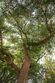 Image result for Ricinodendron