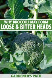 Maybe you would like to learn more about one of these? Why Your Broccoli May Form Loose Bitter Heads Gardener S Path