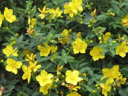 Hypericum Hidcote Concrete Leaves Plants Fynbos