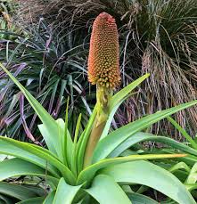 Image result for Kniphofia