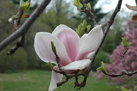 Image result for Magnolia × soulangiana