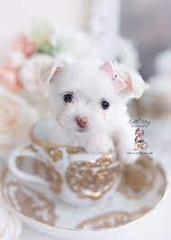 Tiny Shih Tzu Puppies Teacup Puppies Boutique Teacup Puppies Teacup Puppy Breeds Pomchi Puppies