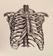 From wikimedia commons, the free media repository. Pin By Will Bresley On Tattoos Jewellery Rib Cage Drawing Anatomy Art Skeleton Drawings
