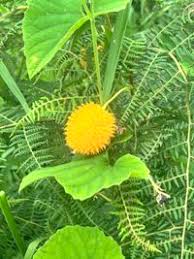 Image result for Momordica foetida
