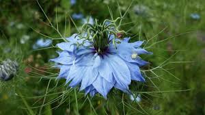 В настоящее время говорить об эффективности семян растения nigella sativa (чернушки посевной) рано. Nigella Chernushka Vidy Foto Vyrashivanie I Ispolzovanie