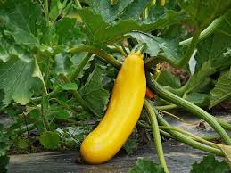 Maybe you would like to learn more about one of these? How To Grow Zucchini In A Greenhouse Greenhouse Emporium
