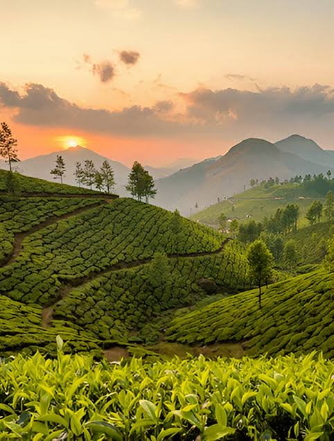 Munnar, Kerala landscape