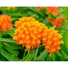 Image result for Asclepias albens