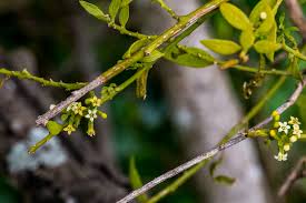 Image result for Osyridicarpos