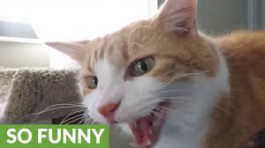 5 tips for a quiet night's sleep reset your cat's internal body clock. Cat Won T Stop Meowing Until Owner Wakes Up Youtube