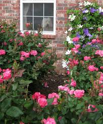 Also i would like to find out about the root eating insect/pest. What Is The Best Fertilizer For Double Knockout Roses Cromalinsupport