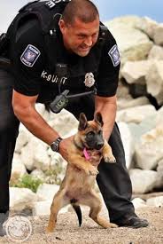 K 9 In Training Perros Pastor Aleman Perros Militares Perros Cachorros