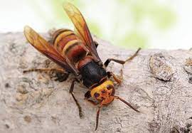 Maybe you would like to learn more about one of these? Large Wasps Wow