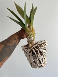 Image result for Eulophia petersii