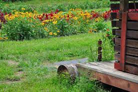 It's on this land that you can. Pick Your Own Flower Farm A Real Summer Delight Ellington Ct Patch