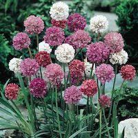 It blooms best in full sun and a. Drought Tolerant Plants 64 Perennial And Annual Flowers