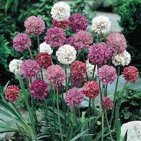 This plant grows to about 8 to 12 inches high and sprawls pots filled with colorful annual plants brighten up a patio or deck, even in locations that aren't exposed to full sunlight. Drought Tolerant Plants 64 Perennial And Annual Flowers