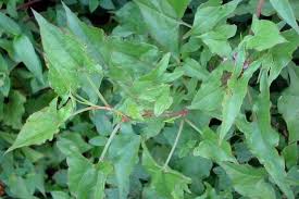 Image result for Rumex sagittatus