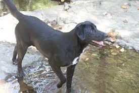 Check spelling or type a new query. Lou Lab Border Collie Mix Thriftyfun