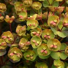 Image result for Euphorbia serratifolia