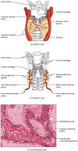 17 4 The Thyroid Gland Anatomy And Physiology