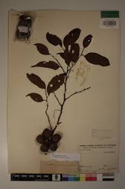 Image result for Staudtia kamerunensis