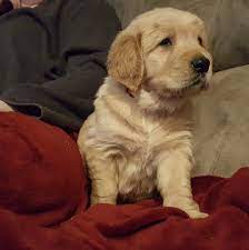They are stunning little boys and girls, cute and sweet, and also very intelligent and loving. D J Golden Retriever Pups Home Facebook