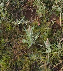 Image result for Gnaphalium polycaulon