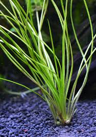 Image result for Isoetes