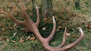 Founded in 1685, it has been part of the hirslanden private hospital group since 1998. Deerdog Bois De Cerf Pour Chien