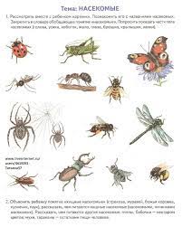 Logopeda De Insectos Topicos Lexicos Insectos Topicos Lexicos Tema Lexico Insectos Y Aranas