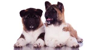 Puppies are registered, dewormed, and will have 1st vaccines before leaving. Akita Dog Breed Information Center A Complete Guide To The Akita