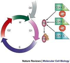 Identifying patients with ckd stages g1 & g2. Ras And Rho Gtpases In G1 Phase Cell Cycle Regulation Nature Reviews Molecular Cell Biology