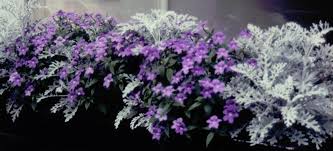 Image result for Browallia speciosa