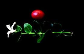 Image result for Carissa praetermissa