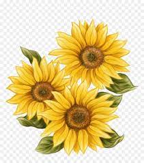 Pin On Flowers Roses Plants Drawings