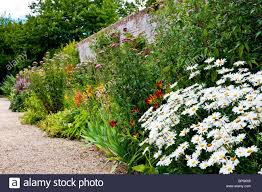 Shop from the world's largest selection and best deals for summer perennial flowering plants & seedlings. Herbaceous Perennial Border Of Summer Flowers In A Walled English Country Garden In Berkshire England Uk Stock Herbaceous Perennials Plants Perennial Border