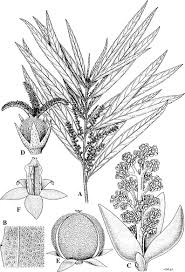 Image result for Erythrococca polyandra