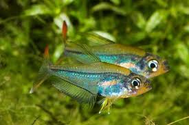 Crystal Rainbow Tetra Aquarium Fish Tetra Fish Colorful Fish