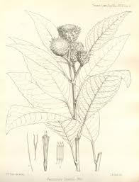 Image result for Vernonia adoensis