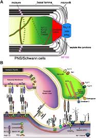 The prolongations or neurites (axon and dendrite) of the neurones bodies are surrounded by the sc to form nervous. An Update On Schwann Cell Biology Immunomodulation Neural Regulation And Other Surprises Journal Of The Neurological Sciences